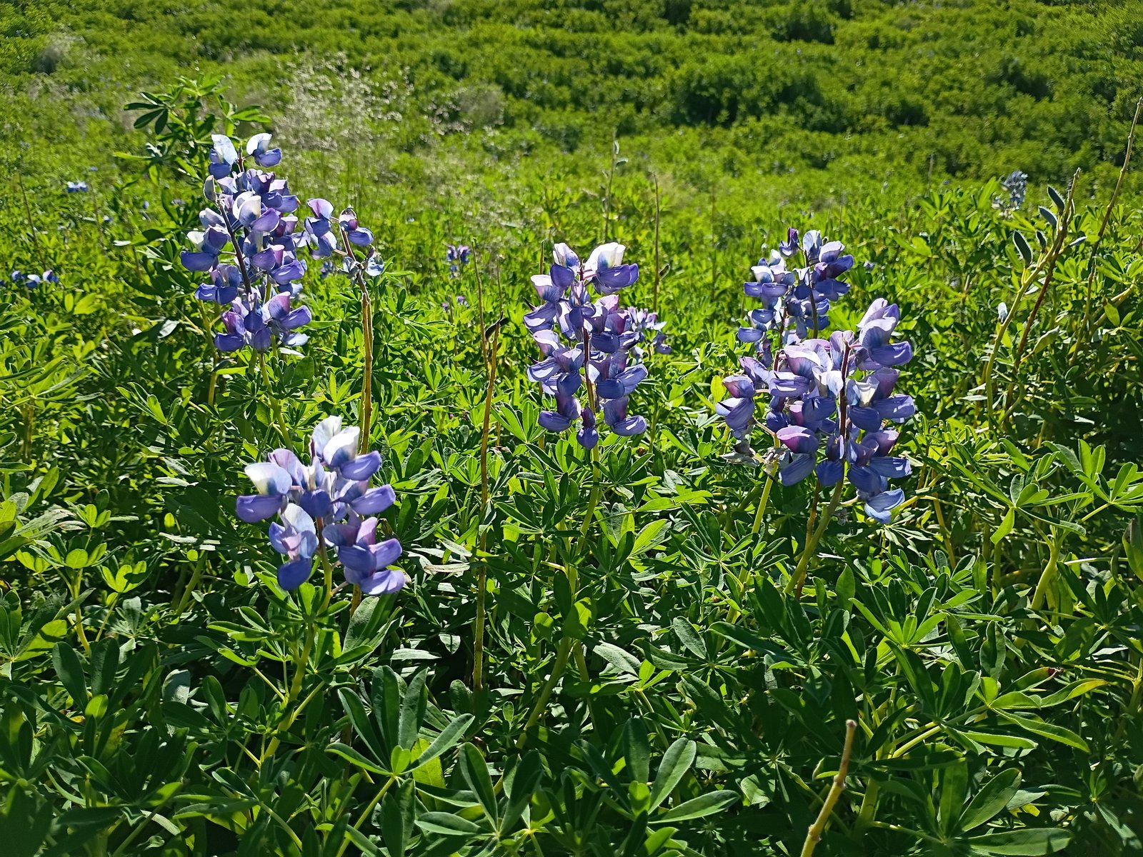 Flowers Flowers